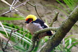 Flame-faced Tanager