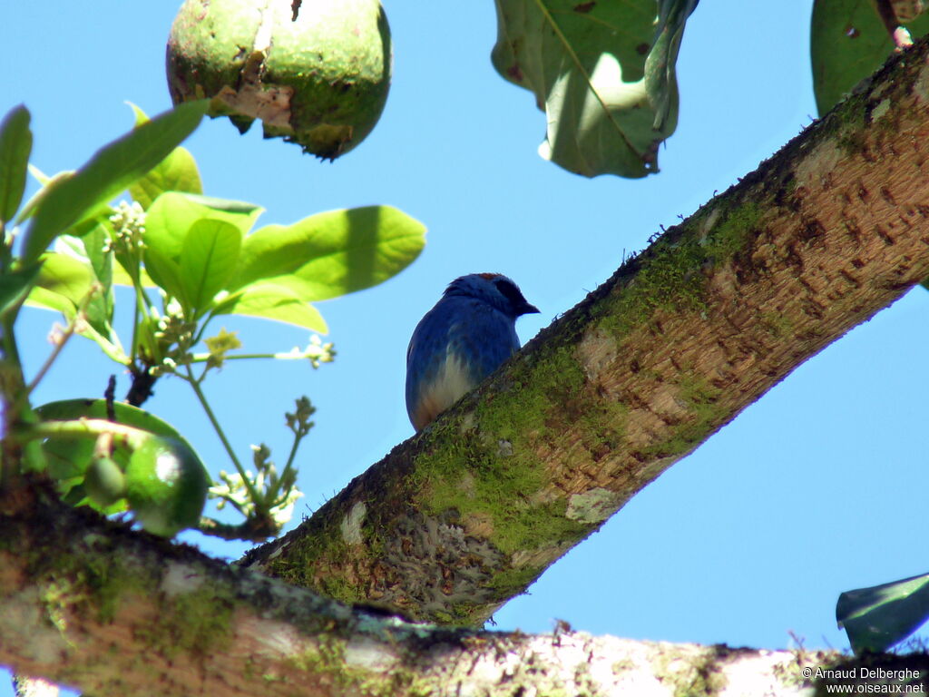 Golden-naped Tanager