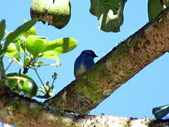 Golden-naped Tanager