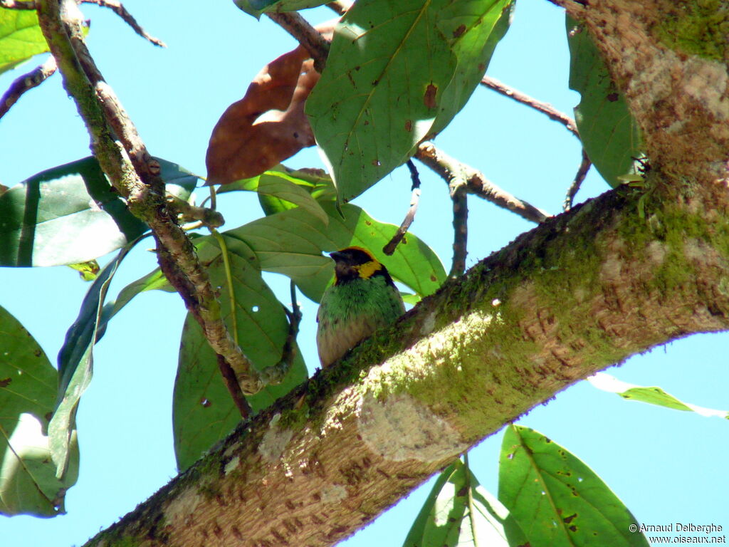 Saffron-crowned Tanager