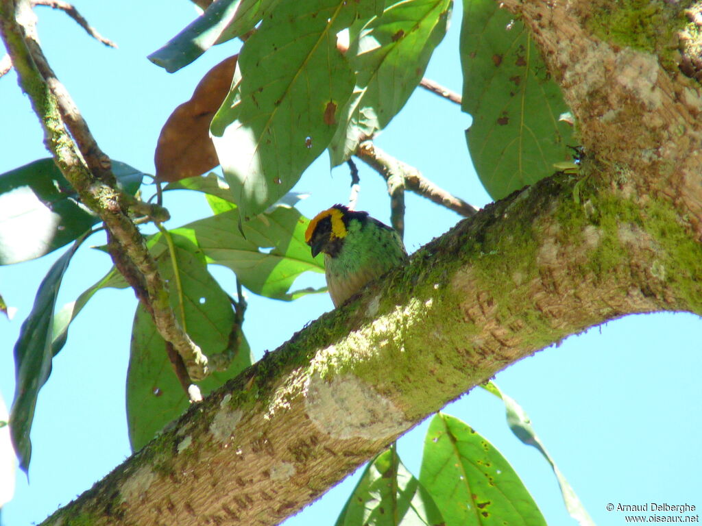 Saffron-crowned Tanager