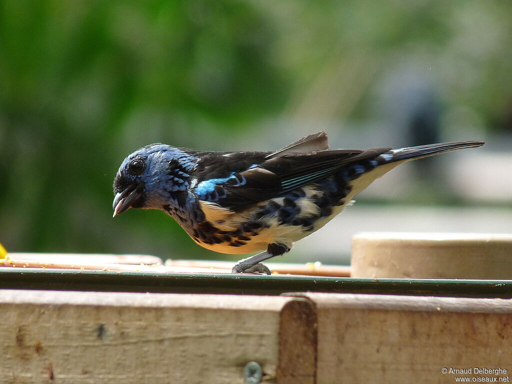 Turquoise Tanager