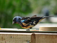 Turquoise Tanager