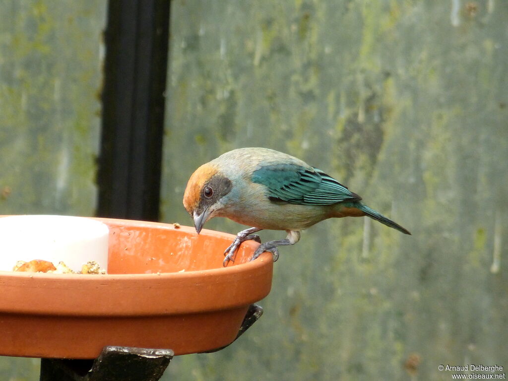 Burnished-buff Tanager