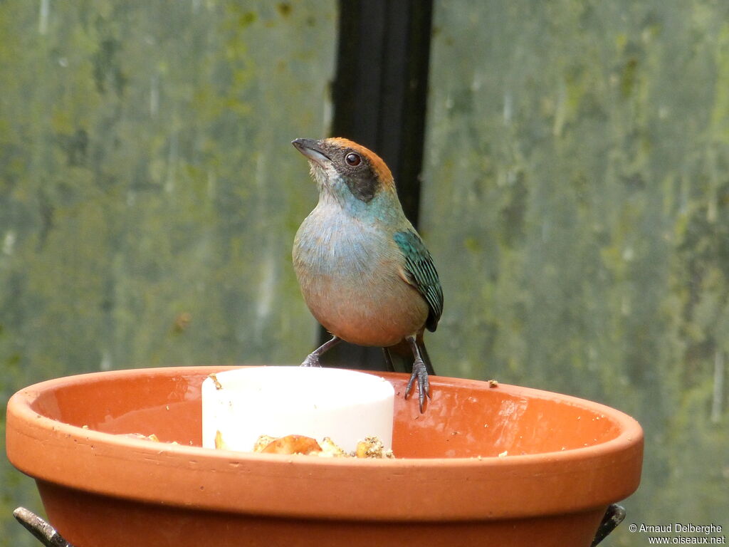 Burnished-buff Tanager