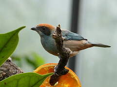 Burnished-buff Tanager