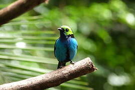 Paradise Tanager