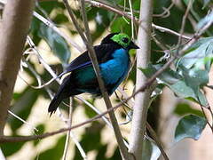 Paradise Tanager