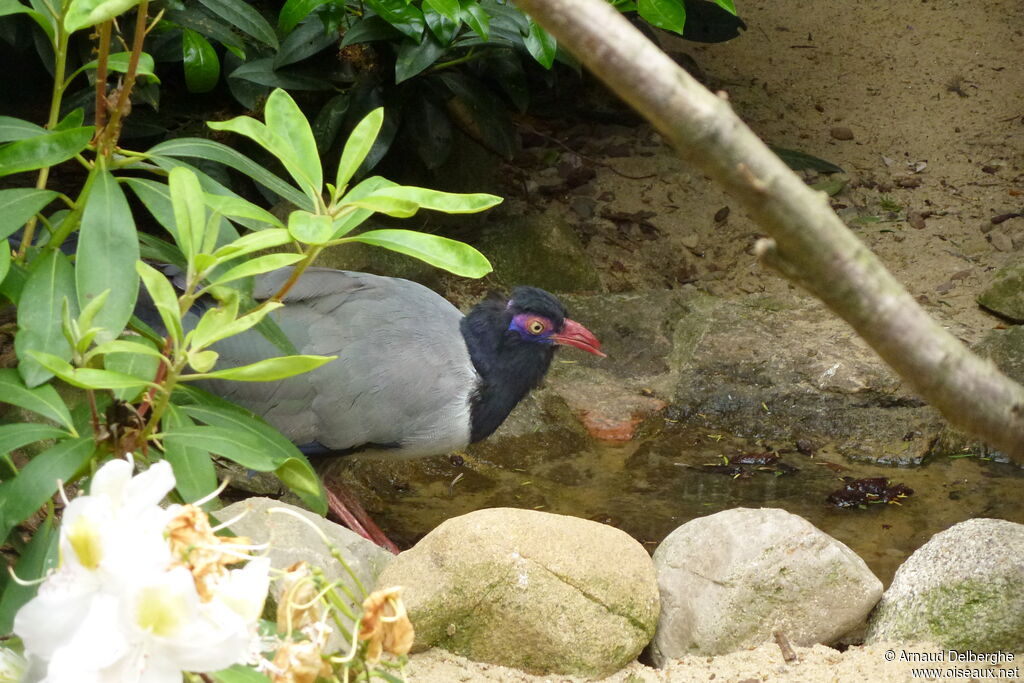 Coral-billed Ground Cuckoo