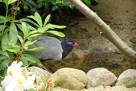 Coral-billed Ground Cuckoo