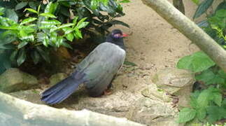 Coral-billed Ground Cuckoo