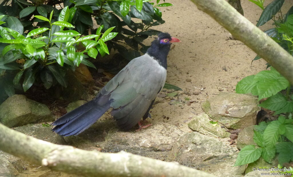 Coral-billed Ground Cuckoo