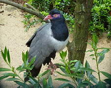 Coral-billed Ground Cuckoo