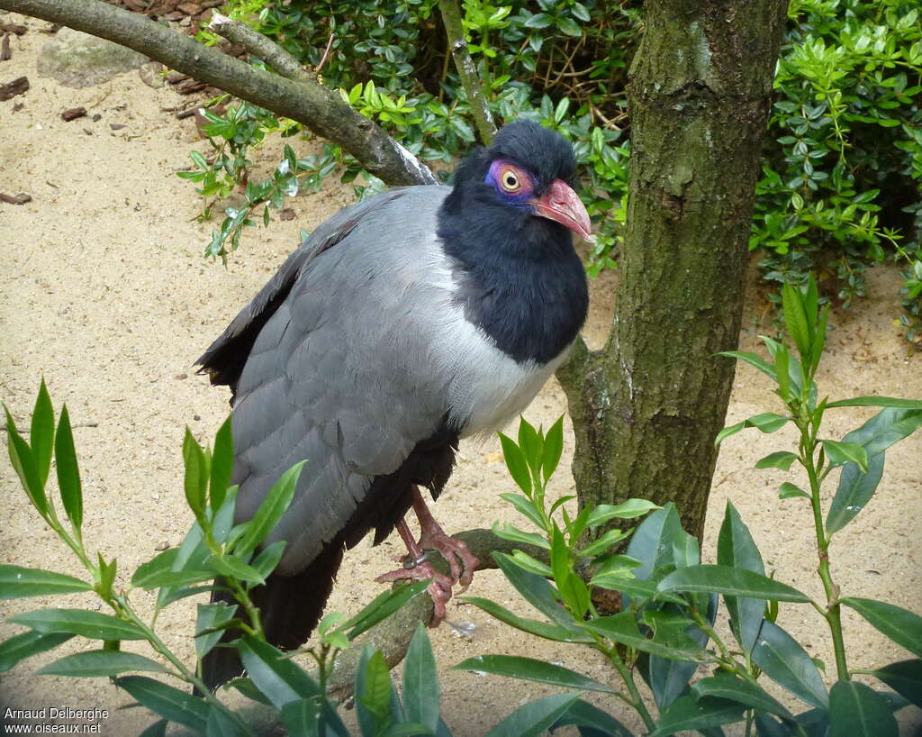 Coral-billed Ground Cuckooadult