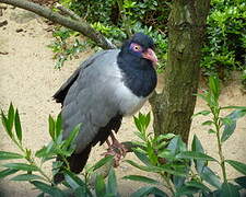 Coral-billed Ground Cuckoo