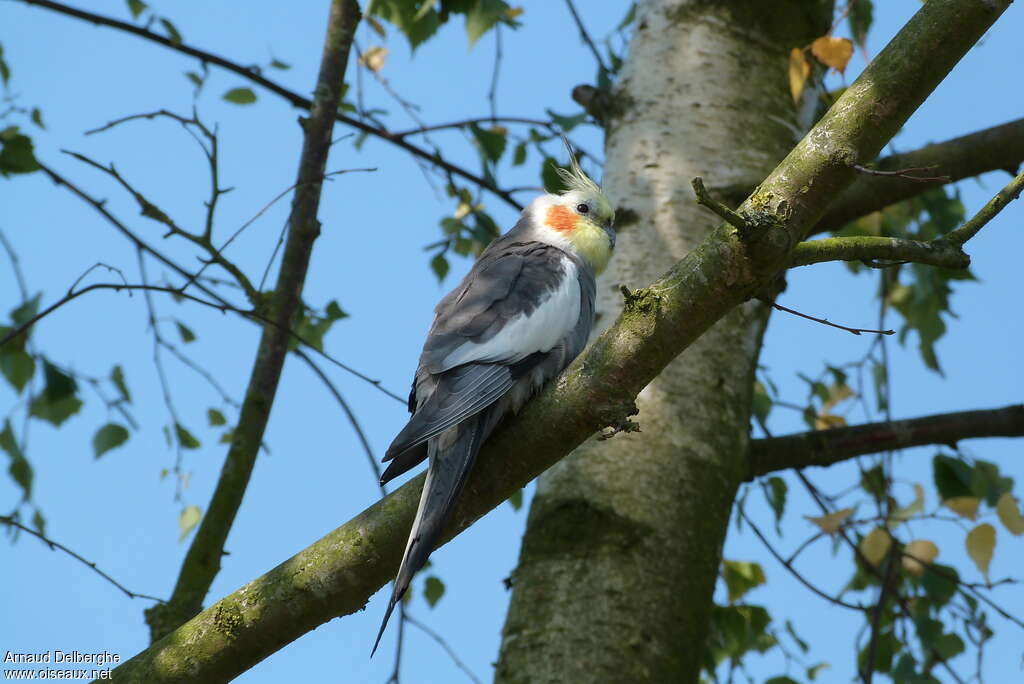 Cockatiel male adult, identification