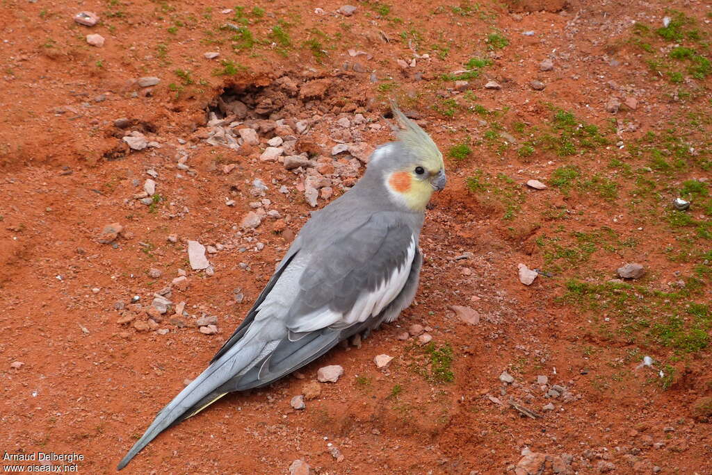 Cockatiel male adult, identification