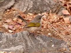 Green-backed Camaroptera