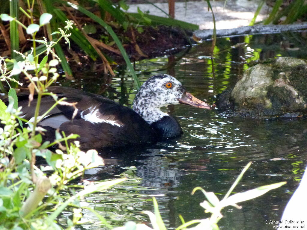 White-winged Duck