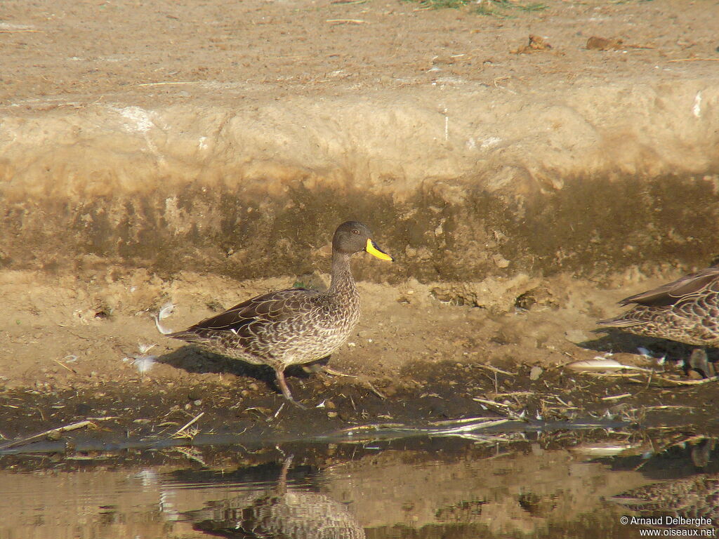 Yellow-billed Duck