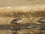 Canard à bec jaune