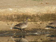 Yellow-billed Duck