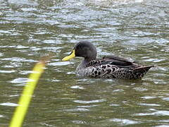 Yellow-billed Duck