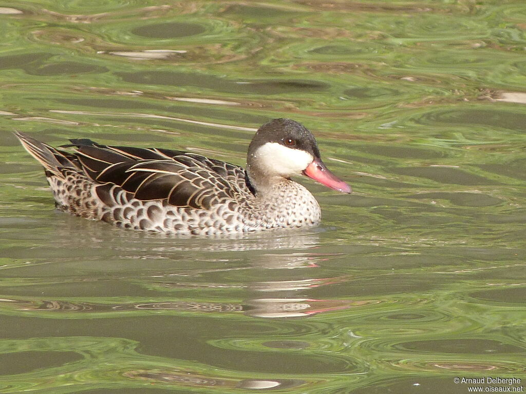 Canard à bec rouge