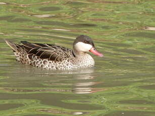 Canard à bec rouge