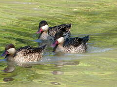 Canard à bec rouge