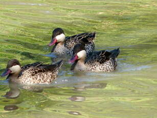 Canard à bec rouge