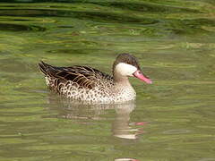 Red-billed Teal