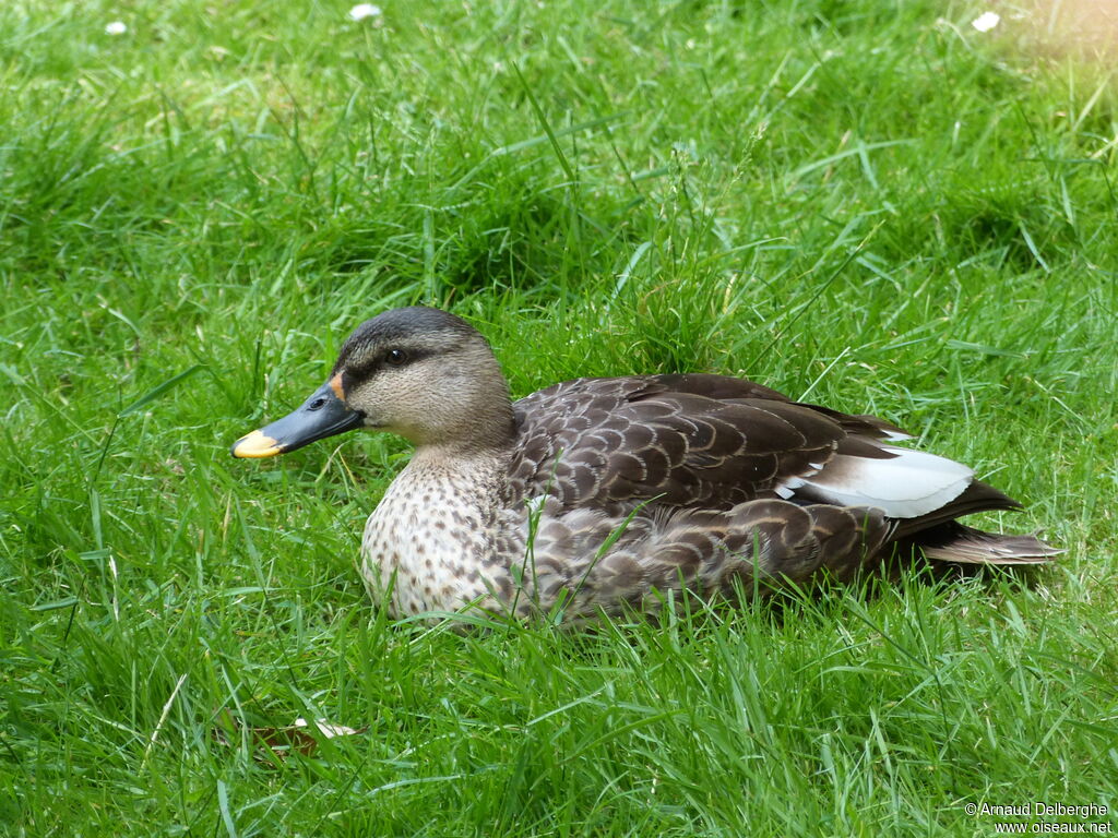 Indian Spot-billed Duck