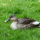 Canard à bec tacheté