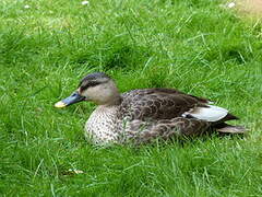 Canard à bec tacheté