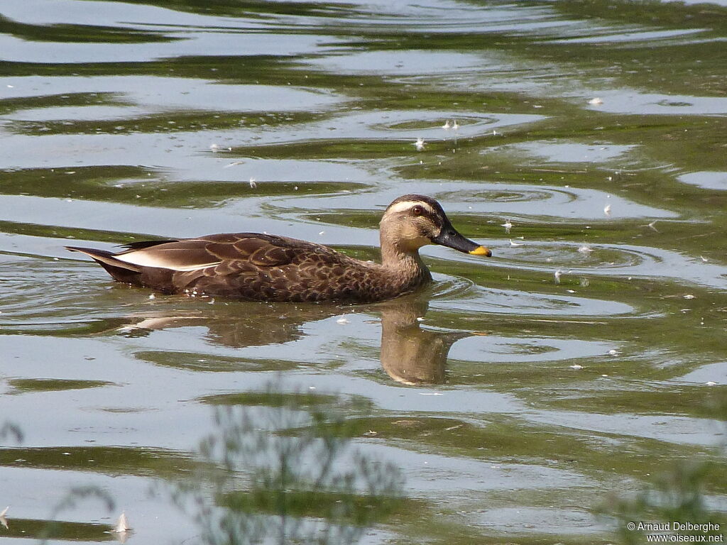 Indian Spot-billed Duck