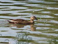 Canard à bec tacheté