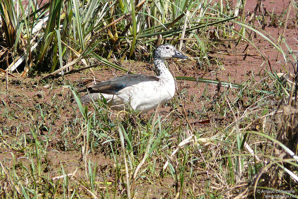 Knob-billed Duck female