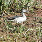 Canard à bosse