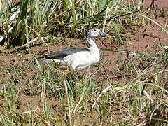 Knob-billed Duck