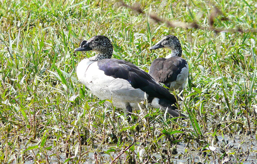 Knob-billed Duck