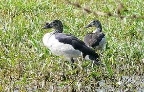 Knob-billed Duck