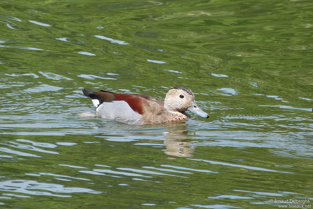 Canard à collier noir