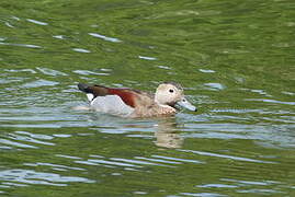 Ringed Teal