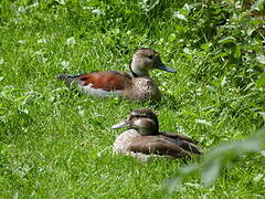 Canard à collier noir