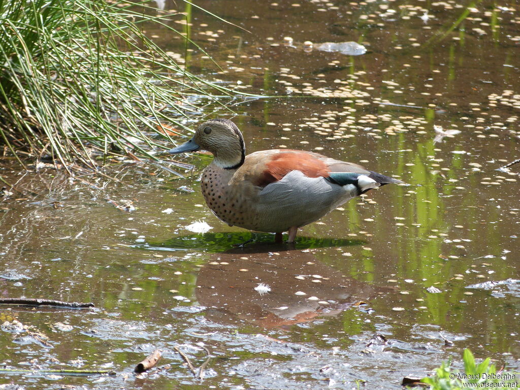 Canard à collier noir