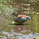 Canard à collier noir