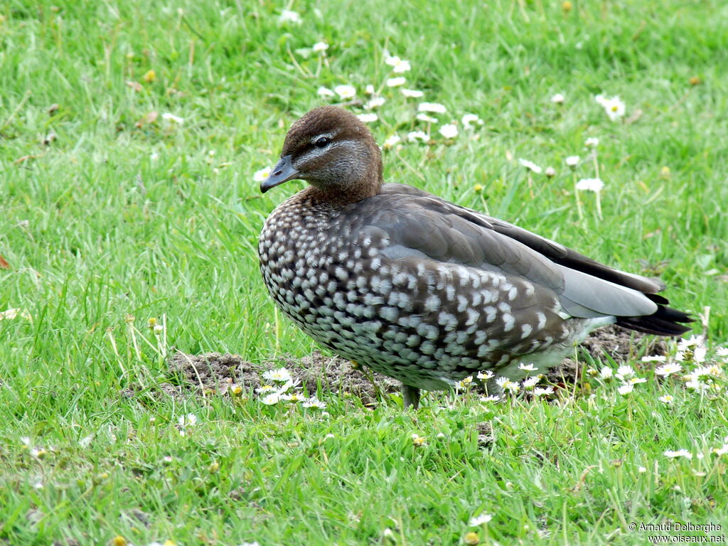 Maned Duck female