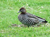 Canard à crinière