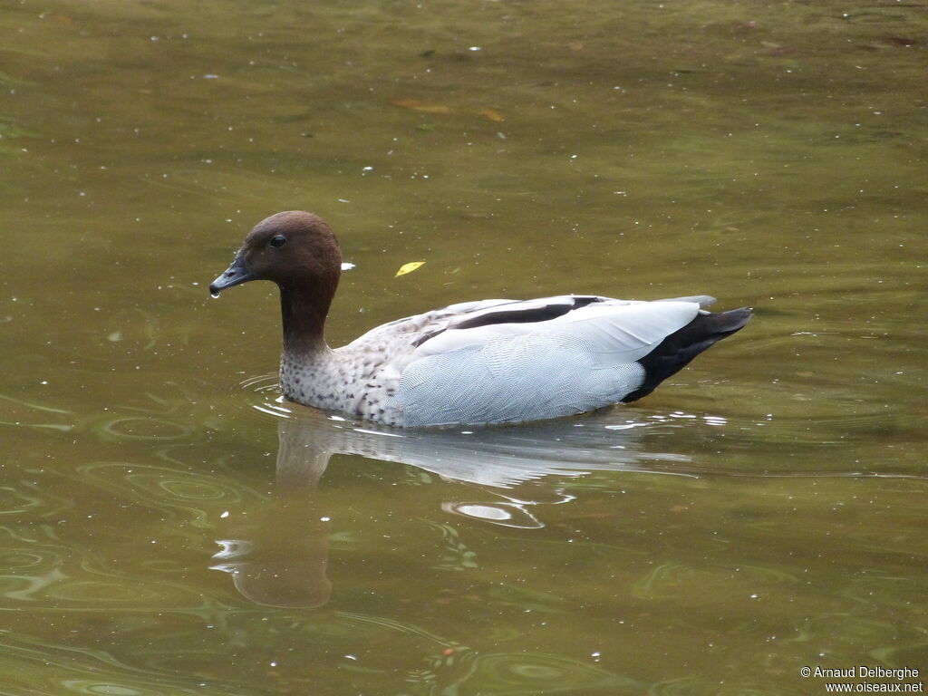 Maned Duck male